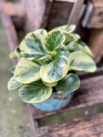 Zdjęcie rosliny doniczkowej Peperomia obtusifolia Green Gold, ujęcie 2