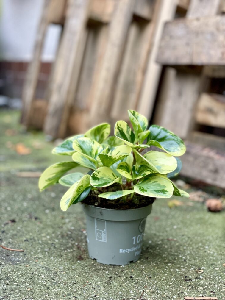 Zdjęcie rosliny doniczkowej Peperomia obtusifolia Green Gold, ujęcie 3