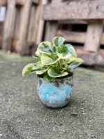 Zdjęcie rosliny doniczkowej Peperomia obtusifolia Green Gold, ujęcie 4