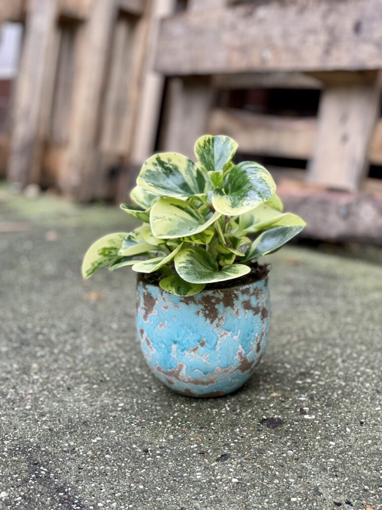 Zdjęcie rosliny doniczkowej Peperomia obtusifolia Green Gold, ujęcie 4