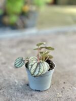 Zdjęcie rosliny doniczkowej Peperomia Piccolo Banda, ujęcie 3