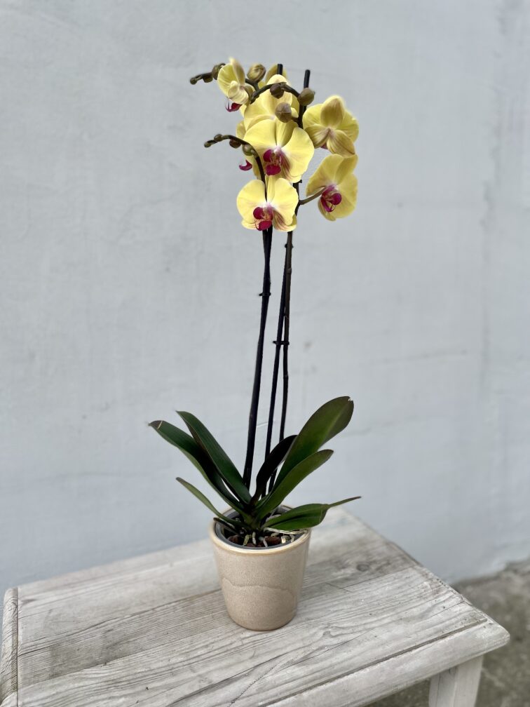 Zdjęcie rosliny doniczkowej Phalaenopsis Yellow Beauty, ujęcie 1