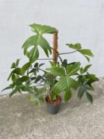 Zdjęcie rosliny doniczkowej Philodendron Florida Green, ujęcie 1