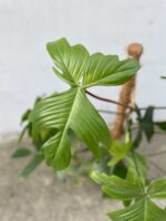 Zdjęcie rosliny doniczkowej Philodendron Florida Green, ujęcie 2