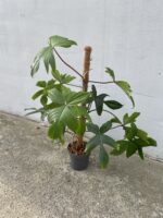 Zdjęcie rosliny doniczkowej Philodendron Florida Green, ujęcie 3