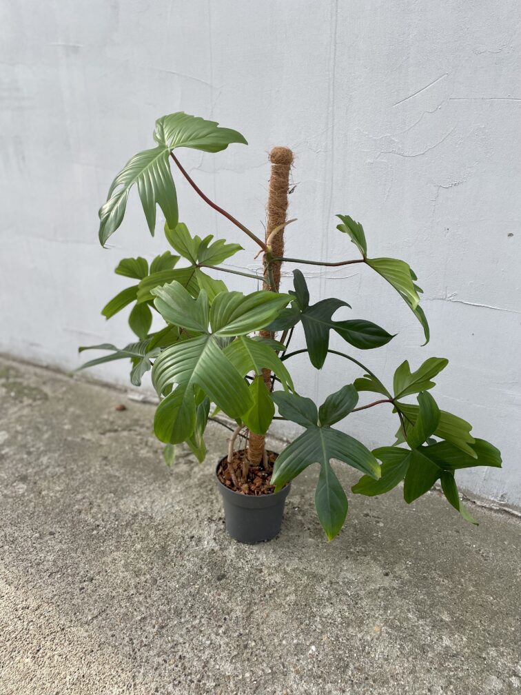 Zdjęcie rosliny doniczkowej Philodendron Florida Green, ujęcie 3