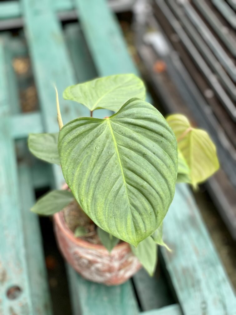 Zdjęcie rosliny doniczkowej Philodendron Fuzzy Petiole, ujęcie 1