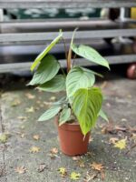Zdjęcie rosliny doniczkowej Philodendron Fuzzy Petiole, ujęcie 2