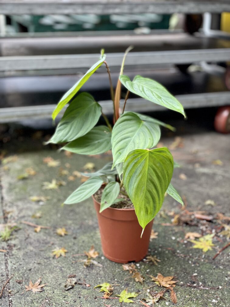 Zdjęcie rosliny doniczkowej Philodendron Fuzzy Petiole, ujęcie 2