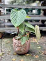 Zdjęcie rosliny doniczkowej Philodendron Fuzzy Petiole, ujęcie 3