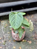 Zdjęcie rosliny doniczkowej Philodendron Fuzzy Petiole, ujęcie 4