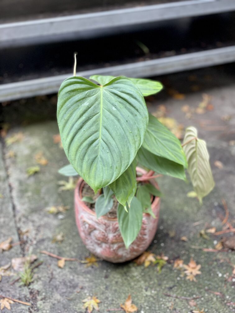 Zdjęcie rosliny doniczkowej Philodendron Fuzzy Petiole, ujęcie 4