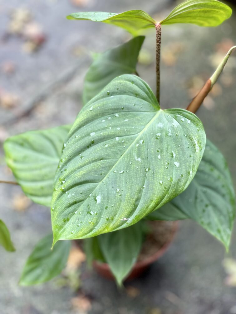 Zdjęcie rosliny doniczkowej Philodendron Fuzzy Petiole, ujęcie 5
