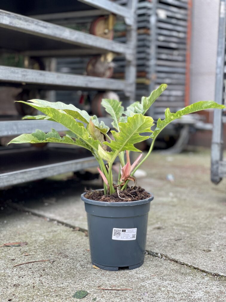 Zdjęcie rosliny doniczkowej Philodendron Narrow Ring of Fire, ujęcie 2