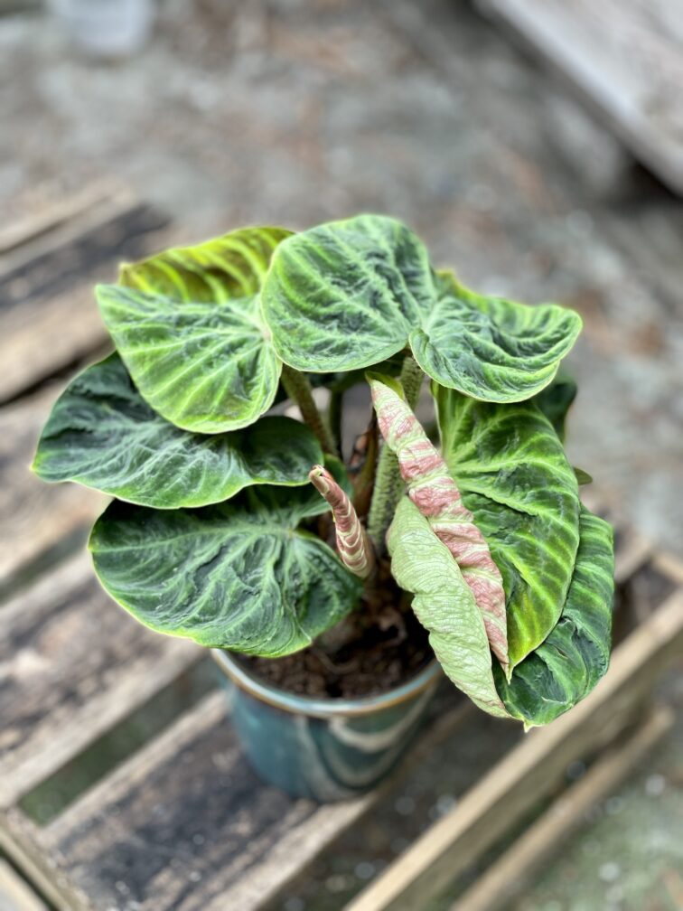 Zdjęcie rosliny doniczkowej Philodendron Verrucosum Incensi 12x30 cm, ujęcie 1