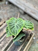 Zdjęcie rosliny doniczkowej Philodendron Verrucosum Incensi 12x30 cm, ujęcie 2