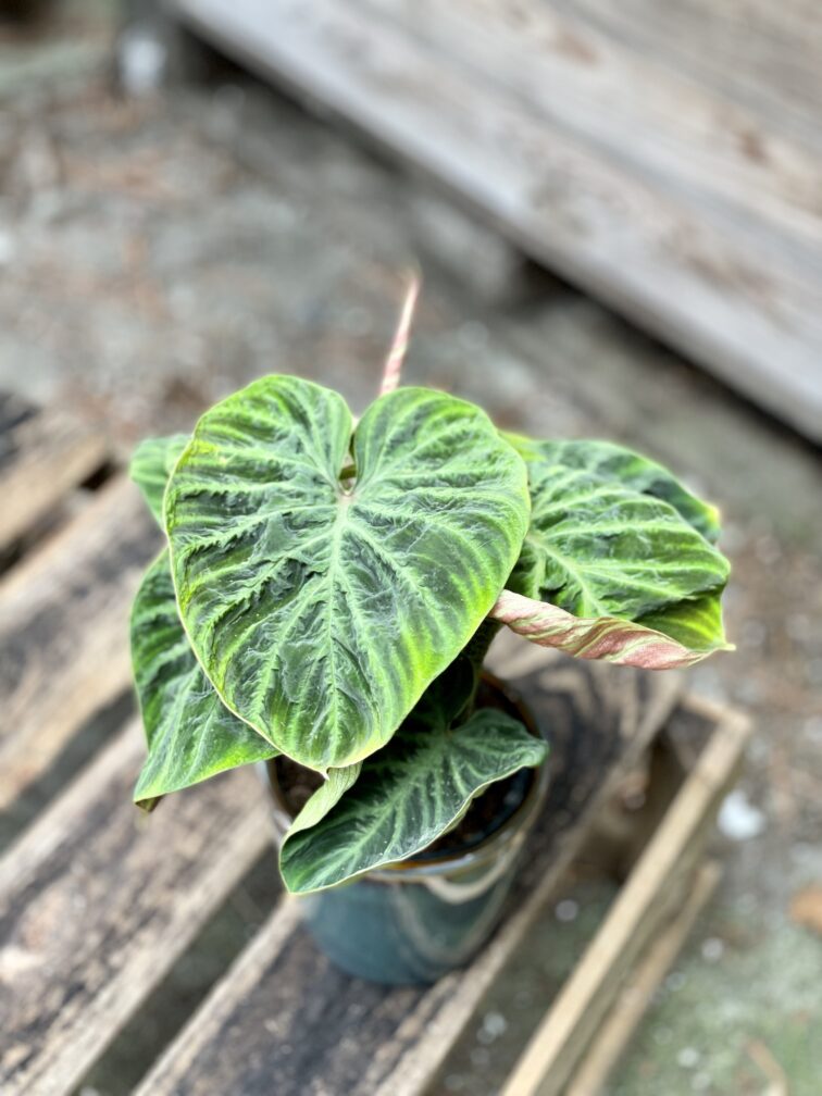 Zdjęcie rosliny doniczkowej Philodendron Verrucosum Incensi 12x30 cm, ujęcie 2