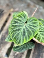 Zdjęcie rosliny doniczkowej Philodendron Verrucosum Incensi 12x30 cm, ujęcie 3