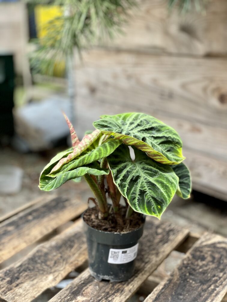 Zdjęcie rosliny doniczkowej Philodendron Verrucosum Incensi 12x30 cm, ujęcie 4