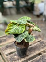 Zdjęcie rosliny doniczkowej Philodendron Verrucosum Incensi 12x30 cm, ujęcie 5