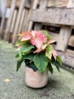 Zdjęcie rosliny doniczkowej Poinsettia pulcherrima Picasso, ujęcie 1