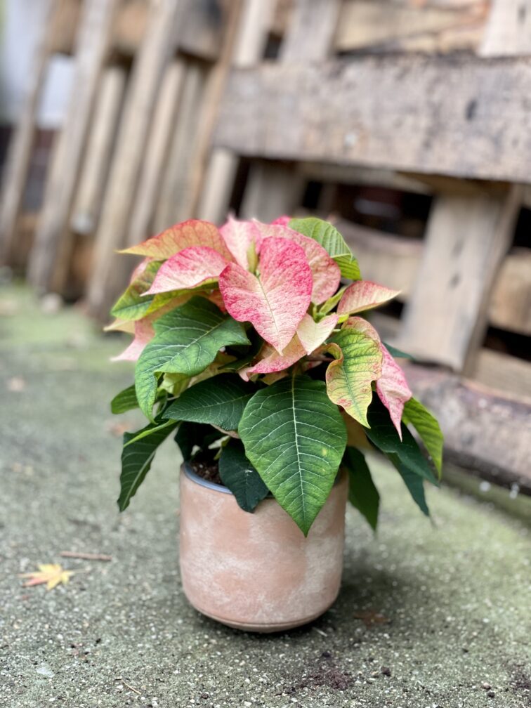 poinsettia-pulcherrima-picasso_13x35-1_1666429279.jpg Zdjęcie rosliny doniczkowej Poinsettia pulcherrima Picasso, ujęcie 1