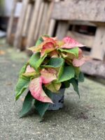 Zdjęcie rosliny doniczkowej Poinsettia pulcherrima Picasso, ujęcie 2