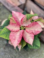Zdjęcie rosliny doniczkowej Poinsettia pulcherrima Picasso, ujęcie 3