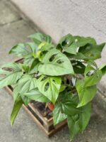 Zdjęcie rosliny doniczkowej Rhaphidophora pertusa, ujęcie 1
