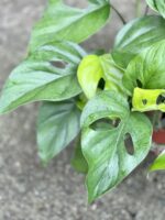 Zdjęcie rosliny doniczkowej Rhaphidophora pertusa, ujęcie 2