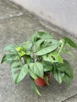 Zdjęcie rosliny doniczkowej Rhaphidophora pertusa, ujęcie 3
