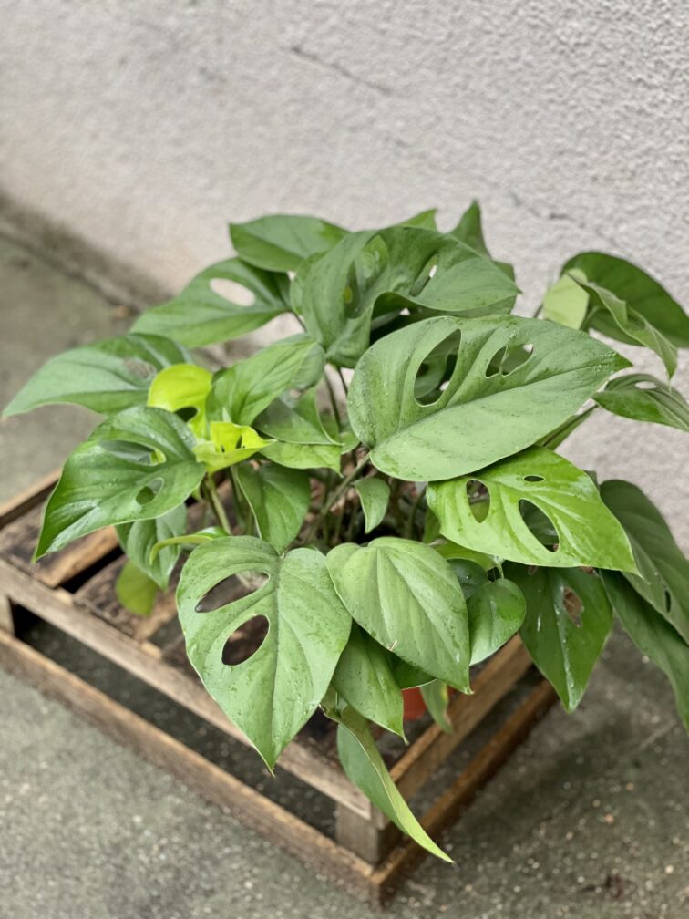 Zdjęcie rosliny doniczkowej Rhaphidophora pertusa, ujęcie 4