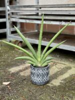 Zdjęcie rosliny doniczkowej Sansevieria Tiara Grand Gazelle, ujęcie 1