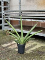 Zdjęcie rosliny doniczkowej Sansevieria Tiara Grand Gazelle, ujęcie 2