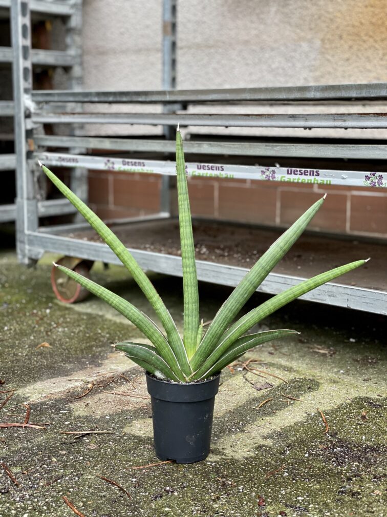 Zdjęcie rosliny doniczkowej Sansevieria Tiara Grand Gazelle, ujęcie 2