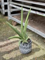 Zdjęcie rosliny doniczkowej Sansevieria Tiara Grand Gazelle, ujęcie 3