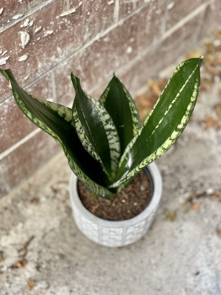 sansevieria-trifasciata-silver-flame_12x42-1_1667035968.jpg Zdjęcie rosliny doniczkowej Sansevieria trifasciata Silver Flame, ujęcie 1