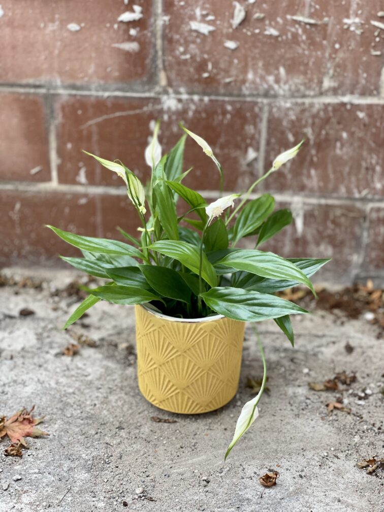 Zdjęcie rosliny doniczkowej Spathiphyllum Alana (Skrzydłokwiat), ujęcie 1