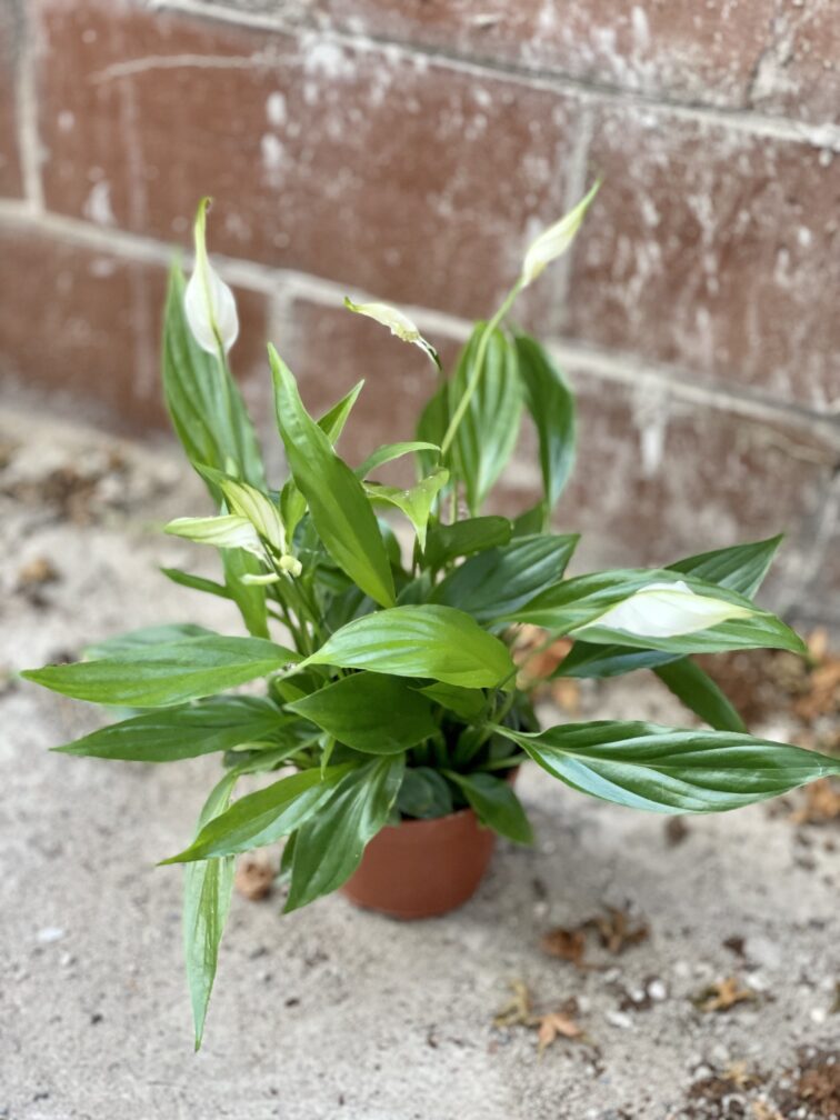 Zdjęcie rosliny doniczkowej Spathiphyllum Alana (Skrzydłokwiat), ujęcie 2