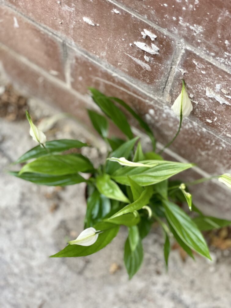 Zdjęcie rosliny doniczkowej Spathiphyllum Alana (Skrzydłokwiat), ujęcie 3