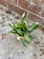 Zdjęcie rosliny doniczkowej Spathiphyllum Alana (Skrzydłokwiat), ujęcie 4