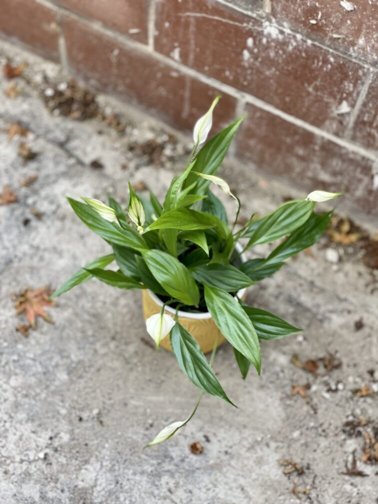 Zdjęcie rosliny doniczkowej Spathiphyllum Alana (Skrzydłokwiat), ujęcie 4