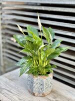 Zdjęcie rosliny doniczkowej Spathiphyllum Bellini, ujęcie 1