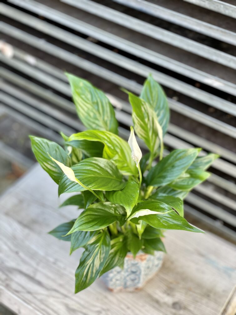 Zdjęcie rosliny doniczkowej Spathiphyllum Bellini, ujęcie 2