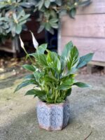 Zdjęcie rosliny doniczkowej Spathiphyllum Bellini, ujęcie 3