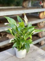 Zdjęcie rosliny doniczkowej Spathiphyllum Bellini, ujęcie 4