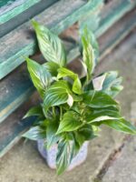 Zdjęcie rosliny doniczkowej Spathiphyllum Bellini, ujęcie 5