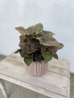 Zdjęcie rosliny doniczkowej Syngonium Maria, ujęcie 1