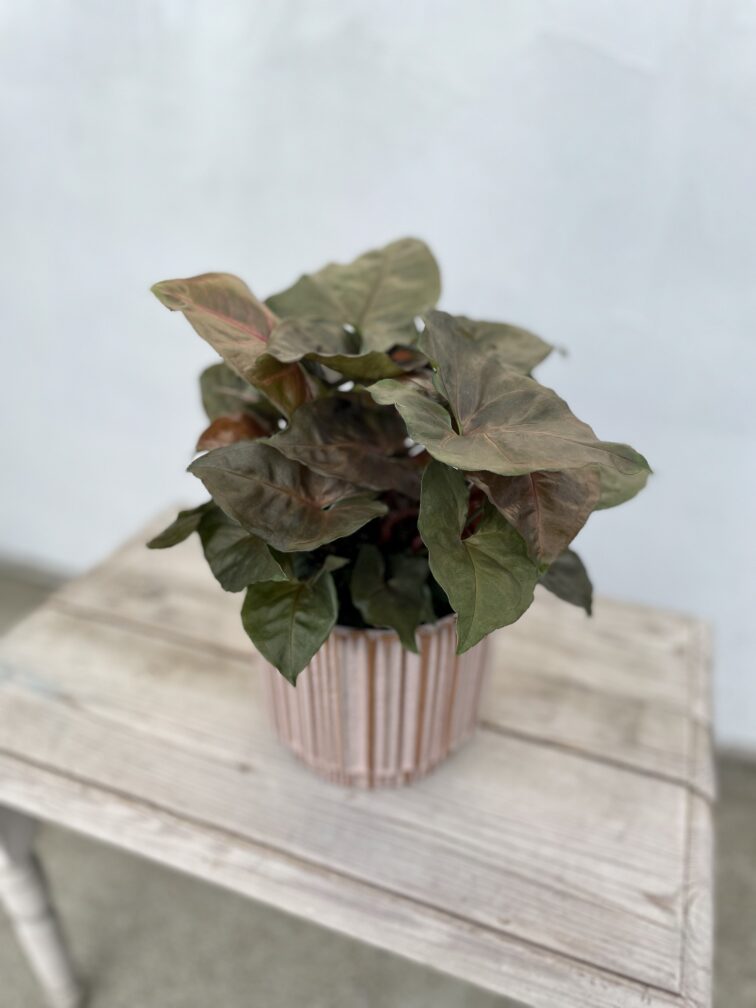 symgonium-maria_14x25-1_1665217168.jpg Zdjęcie rosliny doniczkowej Syngonium Maria, ujęcie 1
