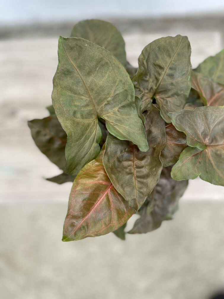 Zdjęcie rosliny doniczkowej Syngonium Maria, ujęcie 2